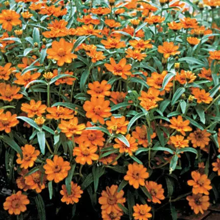 Beautiful Zinnia angustifolia 'Crystal Orange' flower