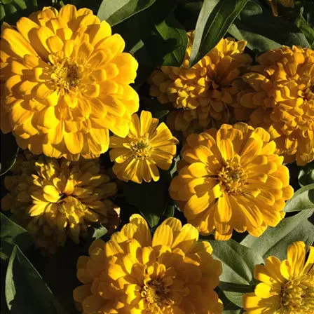 Zinnia elegans Lilliput Gem Golden