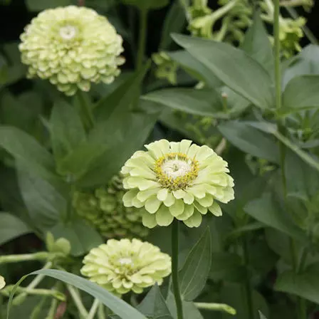 envy zinnia