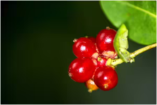 Honeysuckle Benefits Honeysuckle Benefits