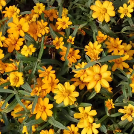 Beautiful Zinnia angustifolia 'Star Gold' flower