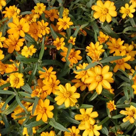 Beautiful Zinnia angustifolia 'Star Gold' flower