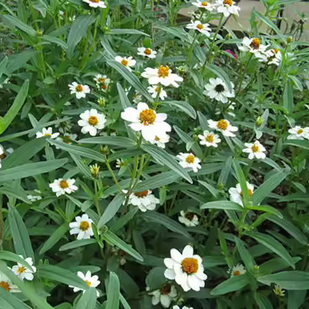 Beautiful Zinnia angustifolia 'Crystal White' flower