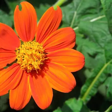 Beautiful Zinnia angustifolia 'Classic' flower