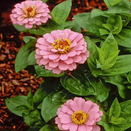 zinnia dasher pink 