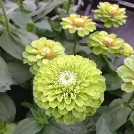 zinnia elegans care