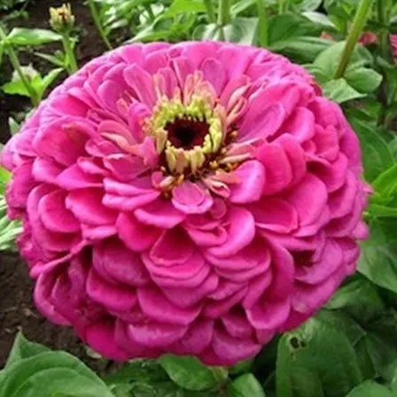 zinnia elegans flower