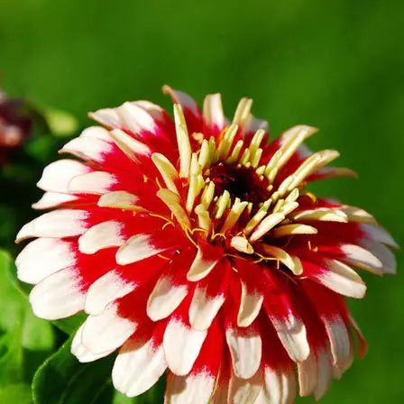 zinnia flower