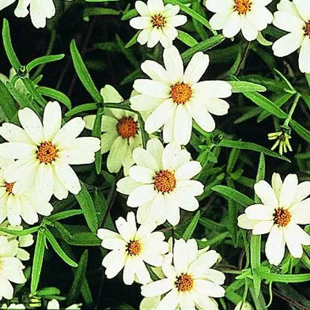 Beautiful Zinnia White Star flower