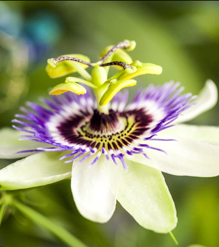 Top 10 Most Beautiful Passion Flowers