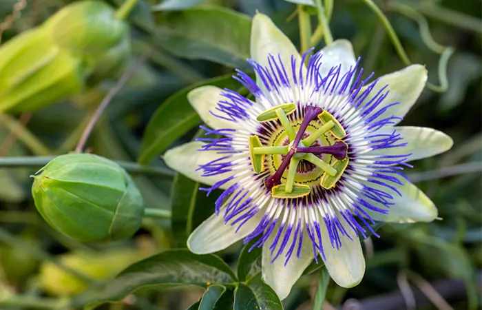 Passiflora Caerulea