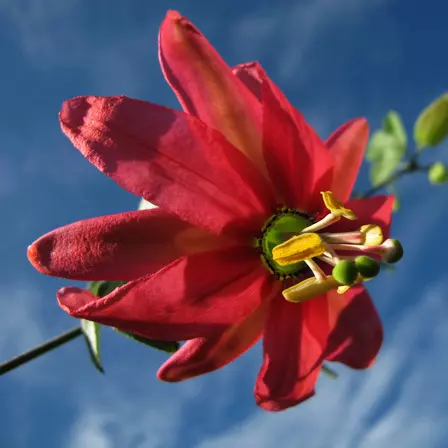 Passiflora Coral Sea