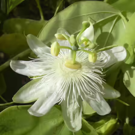 Passiflora Incarnate Alba