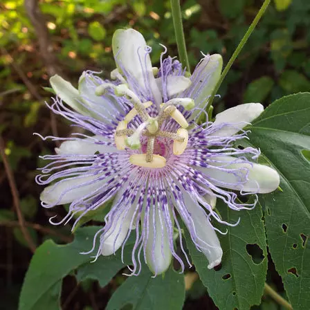 Passiflora Incarnate Maypop