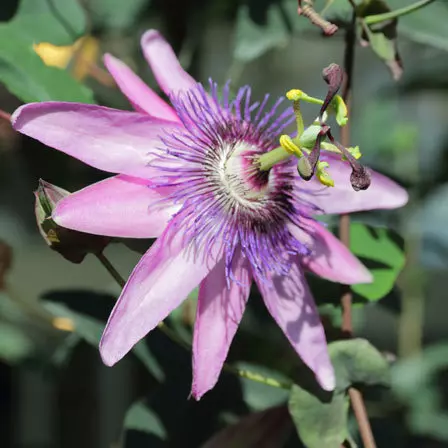 Passiflora Lavender Lady