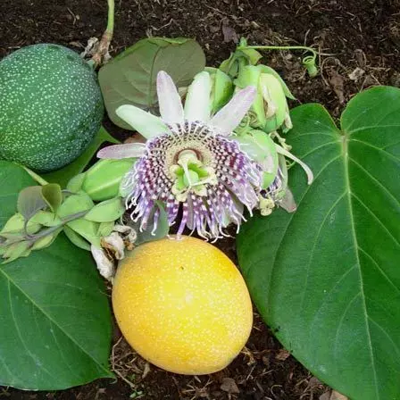 Passiflora Ligularis Granadilla