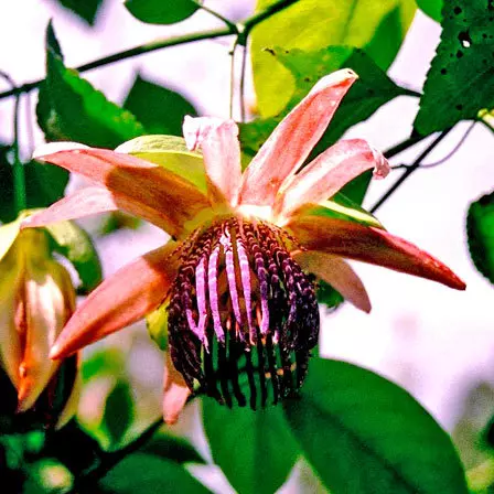 Passiflora Purple Tiger