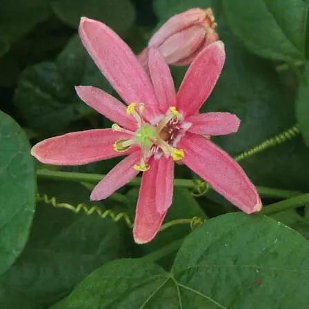 Passiflora Sanguinolenta