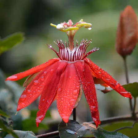 Passiflora Vitifolia