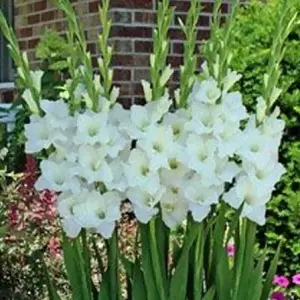 alaska gladiolus