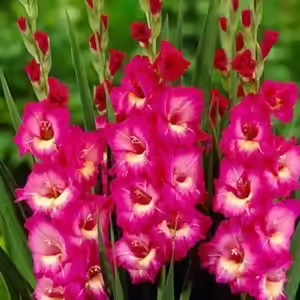 applause gladiolus applause gladiolus