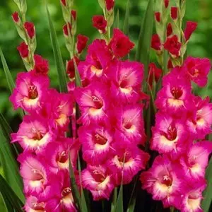 applause gladiolus