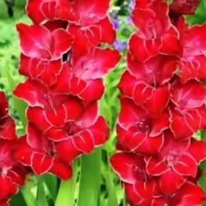 baccara gladiolus baccara gladiolus