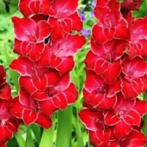 baccara gladiolus