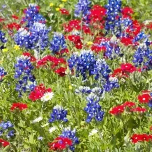 blue bonnet