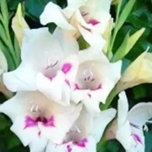 carine gladiolus