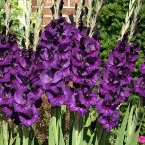 flora gladiolus