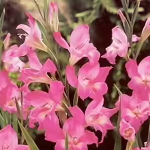 gladiolus 'charm' gladiolus 'charm'
