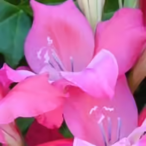 gladiolus 'charming beauty' gladiolus 'charming beauty'