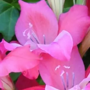 gladiolus 'charming beauty'