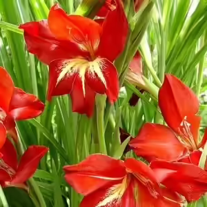 gladiolus claudia gladiolus claudia
