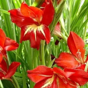 gladiolus claudia