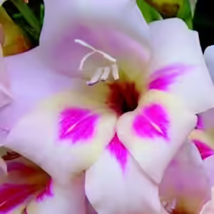 gladiolus 'elvira gladiolus 'elvira