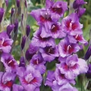 gladiolus passos gladiolus passos