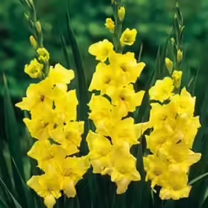 gladiolus yellowstone gladiolus yellowstone