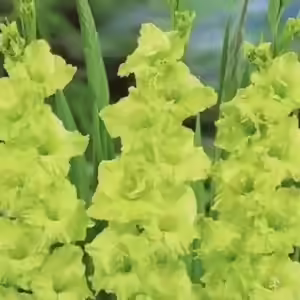 green stargladiolus green stargladiolus