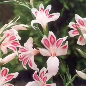impressive gladiolus impressive gladiolus