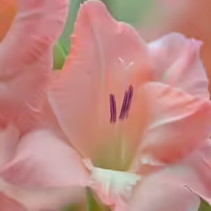 nathalie gladiolus nathalie gladiolus