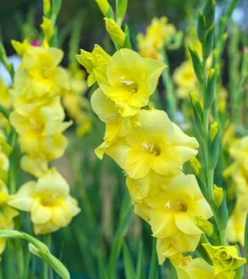 Top-15-Most-Beautiful-Gladiolus-Flowers