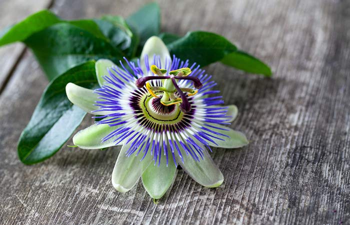 11. Passionflower