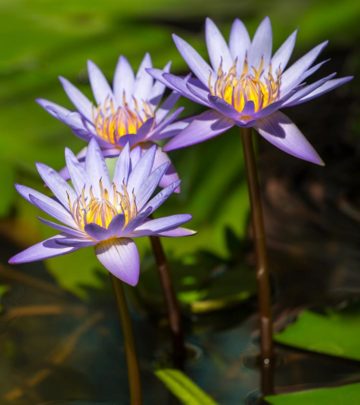 12 Amazing Benefits Of Nymphaea Caerulea For Skin, Hair And Health