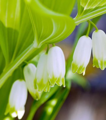 12-Amazing-Benefits-Of-Solomon’s-Seal-For-Skin,-Hair-And-Health