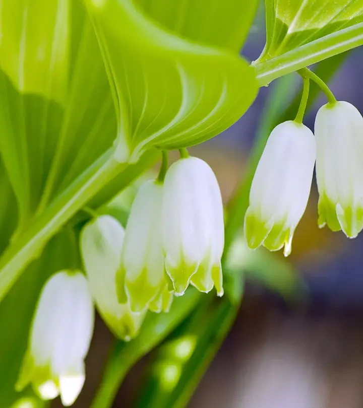 12-Amazing-Benefits-Of-Solomon’s-Seal-For-Skin,-Hair-And-Health