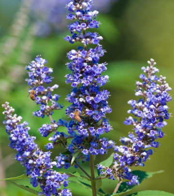 12-Amazing-Health-Benefits-Of-Vitex-Herb