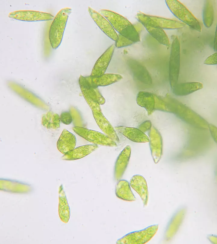 Heterotrophic Nutrition - What Is It And What Are Its Types?