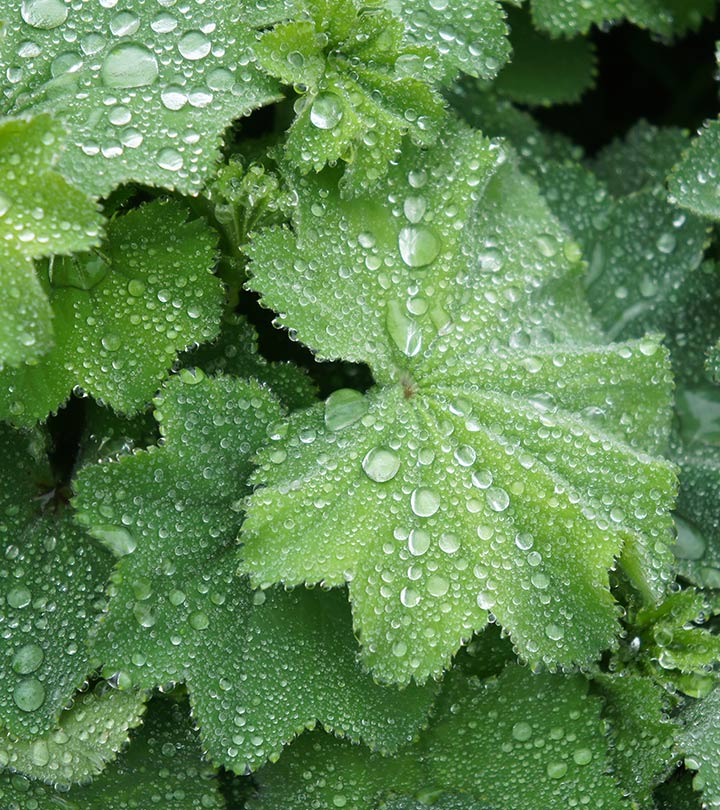 10 Amazing Benefits Of Lady's Mantle For Skin, Hair And Health